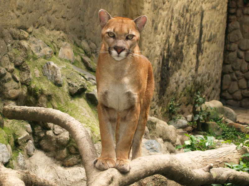 Puma (Puma concolor) - Argentine cougar (Puma concolor cabrerae).jpg