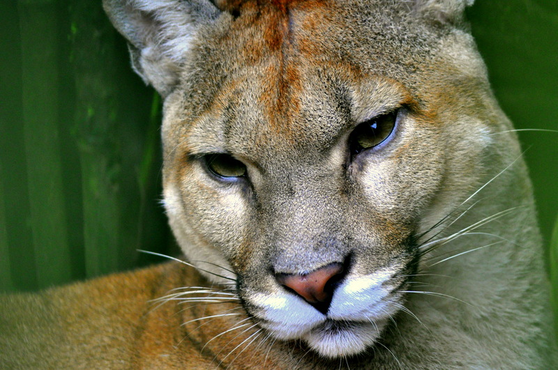Puma concolor. Costa Rica - Costa Rican Cougar (Puma concolor costaricensis).jpg