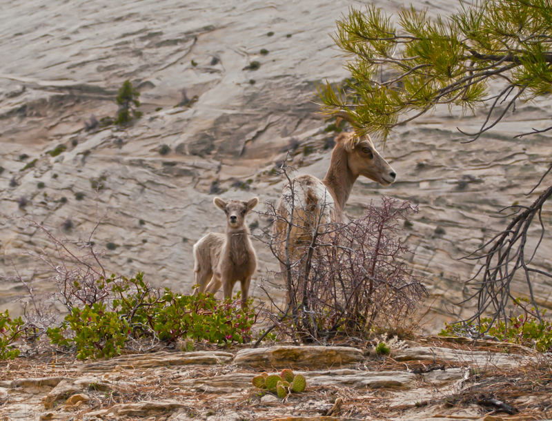 Bighorn Sheep Lamb and Ewe (7011367907).jpg