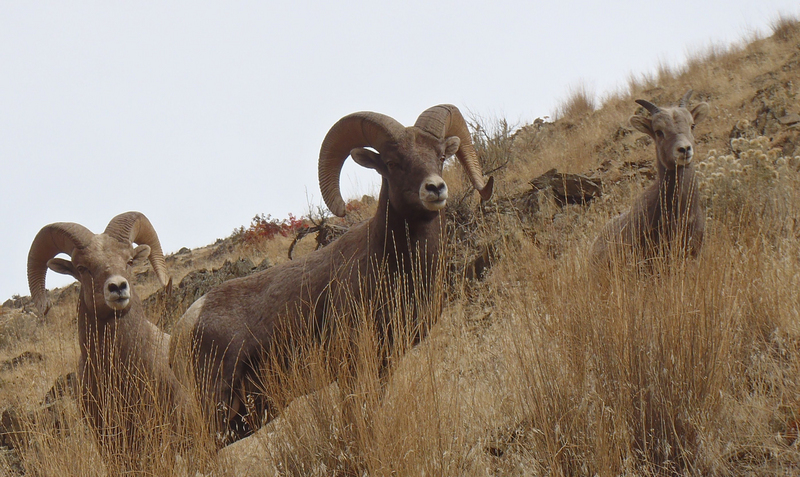 Rams in Oregon (14000475820).jpg