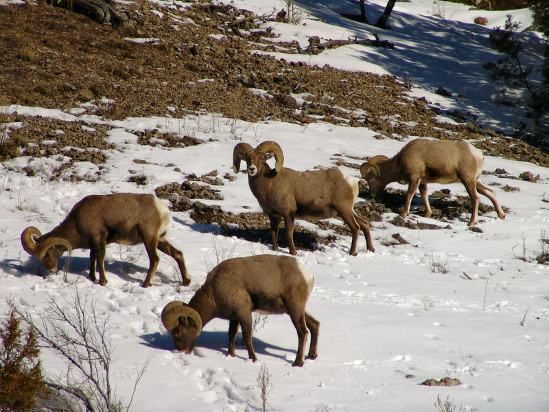 Bighorn snow - bighorn sheep (Ovis canadensis).jpg