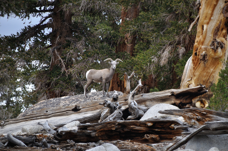 Ovis canadensis sierrae FWS 17403 - Sierra Nevada bighorn sheep (Ovis canadensis sierrae).jpg