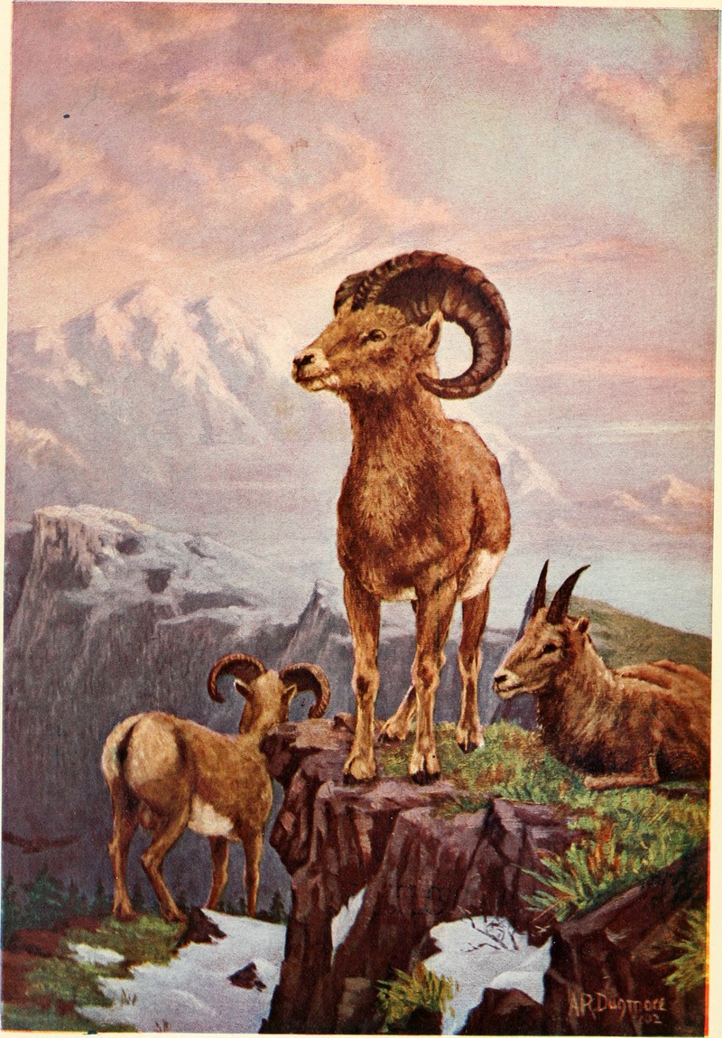 American animals; a popular guide to the mammals of North America north of Mexico, with intimate biographies of the more familiar species (1902) (18110762465).jpg