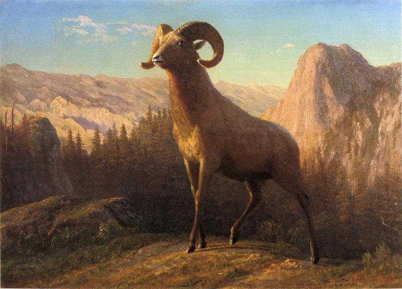 Bierstadt Albert A Rocky Mountain Sheep Ovis Montana.jpg