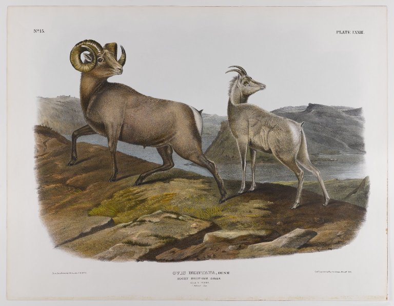 Brooklyn Museum - Rocky Mountain Sheep - John J. Audubon.jpg
