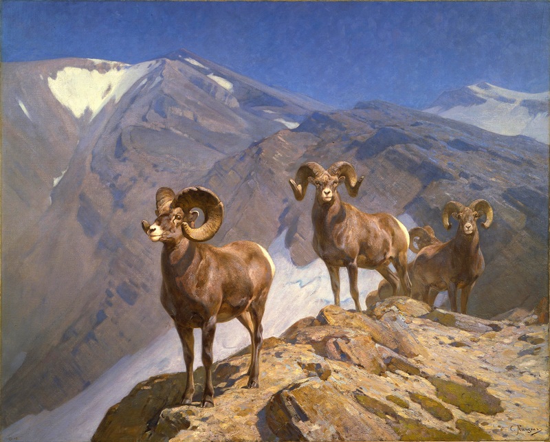 Carl Rungius - Big Horn Sheep on Wilcox Pass (1912).jpg