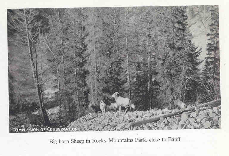 FMIB 35852 Big-horn Sheep in Rocky Mountains Park, close to Banff.jpeg