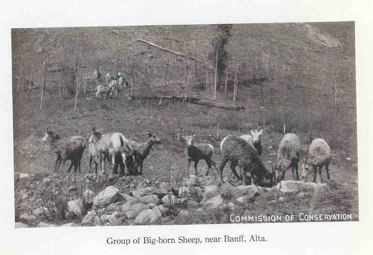 FMIB 35853 Group of Big-horn Sheep, near Banff, Alta.jpeg