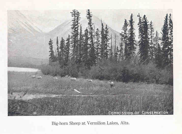 FMIB 35858 Big-horn Sheep at Vermilion Lakes, Alta.jpeg