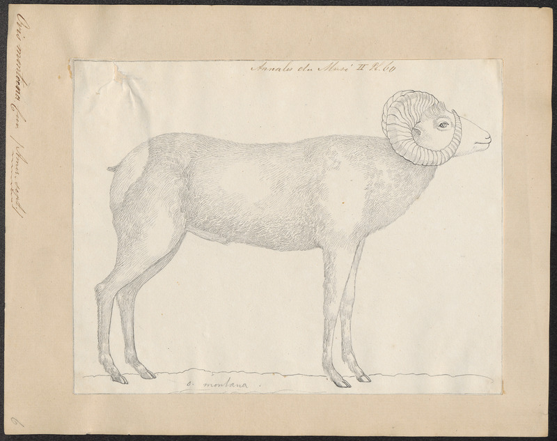 Ovis montana - 1700-1880 - Print - Iconographia Zoologica - Special Collections University of Amsterdam - UBA01 IZ21300093.jpg