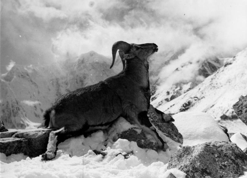 Bundesarchiv Bild 135-S-06-24-35, Tibetexpedition, Erlegter Blauschafwidder - dwarf blue sheep, dwarf bharal (Pseudois schaeferi).jpg