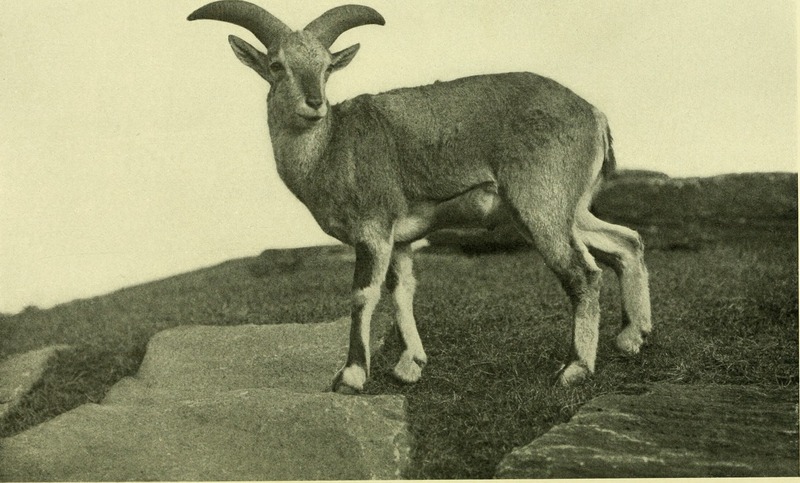 Annual report - New York Zoological Society (1902) (17808535244).jpg