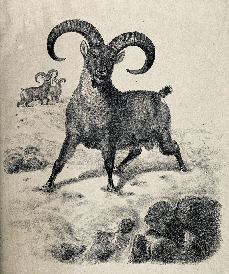 A ram, possibly of the blue or Burrhel sheep, with long curv Wellcome V0021556.jpg