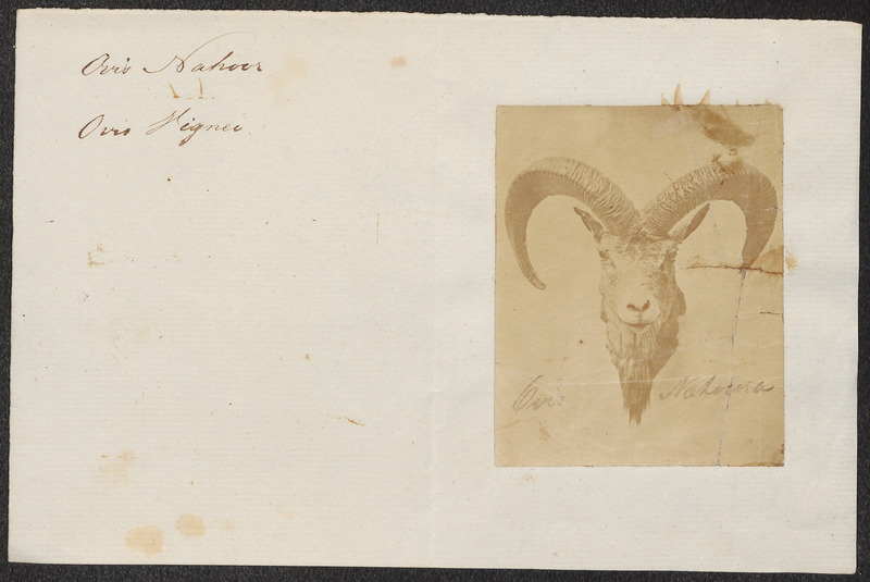 Ovis nahoor - kop - 1700-1880 - Print - Iconographia Zoologica - Special Collections University of Amsterdam - UBA01 IZ21300095.jpg