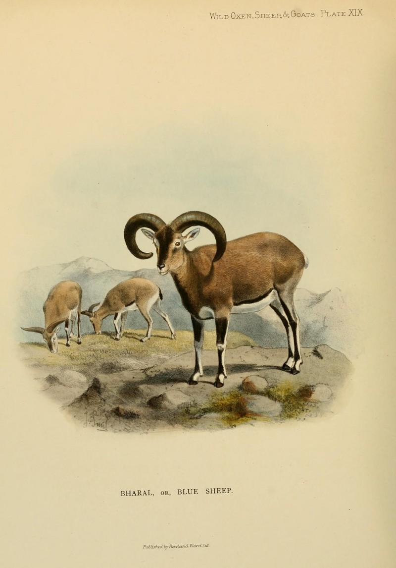 Wild oxen, sheep and goats of all lands, living and extinct (Plate XIX) (7977292515).jpg