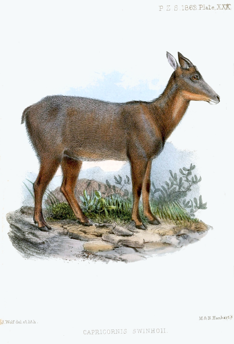Capricornis Swinhoei Wolf.jpg