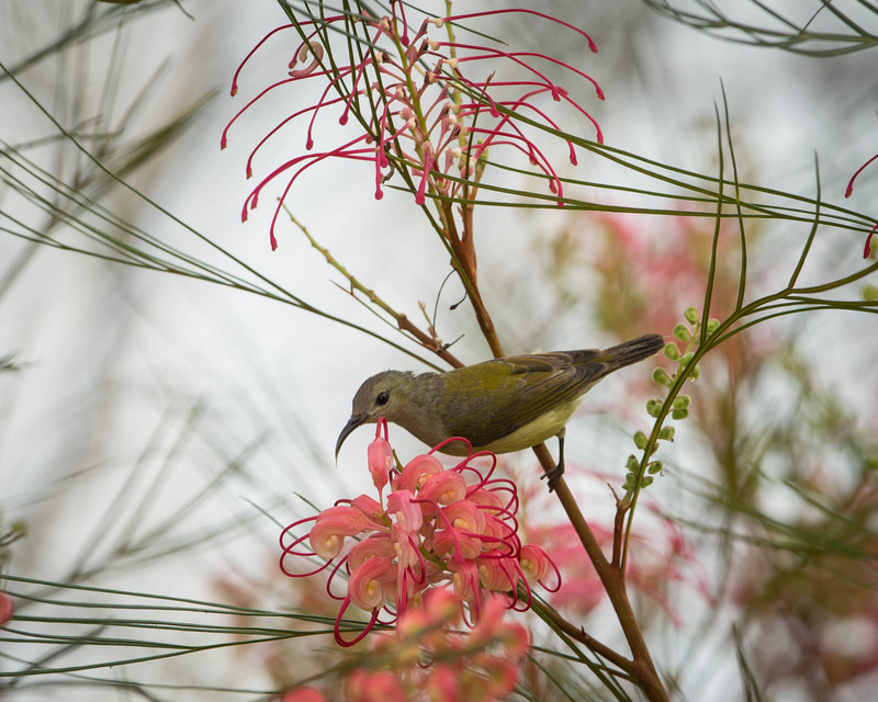 Mrs Gould's Sunbird (Female).jpg