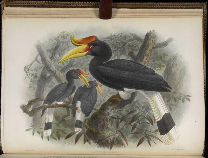 A monograph of the Bucerotidæ, or family of the hornbills (Plate IV) BHL38534521.jpg