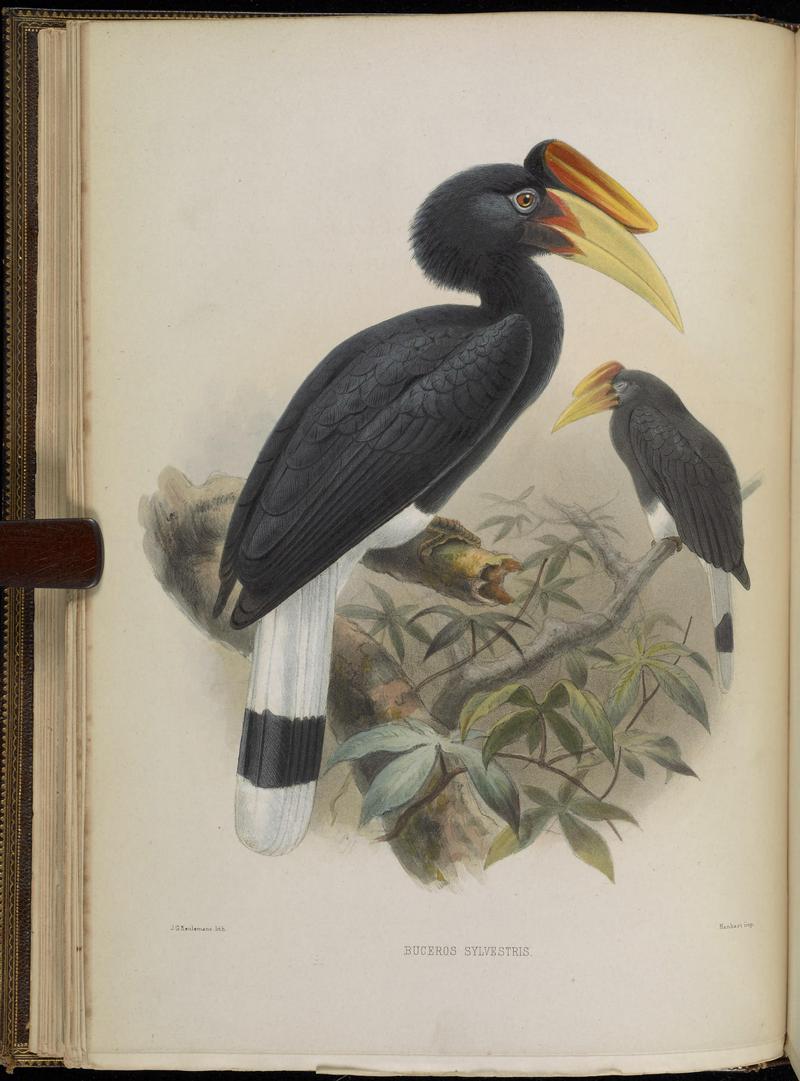 A monograph of the Bucerotidæ, or family of the hornbills (Plate V) BHL38534525.jpg