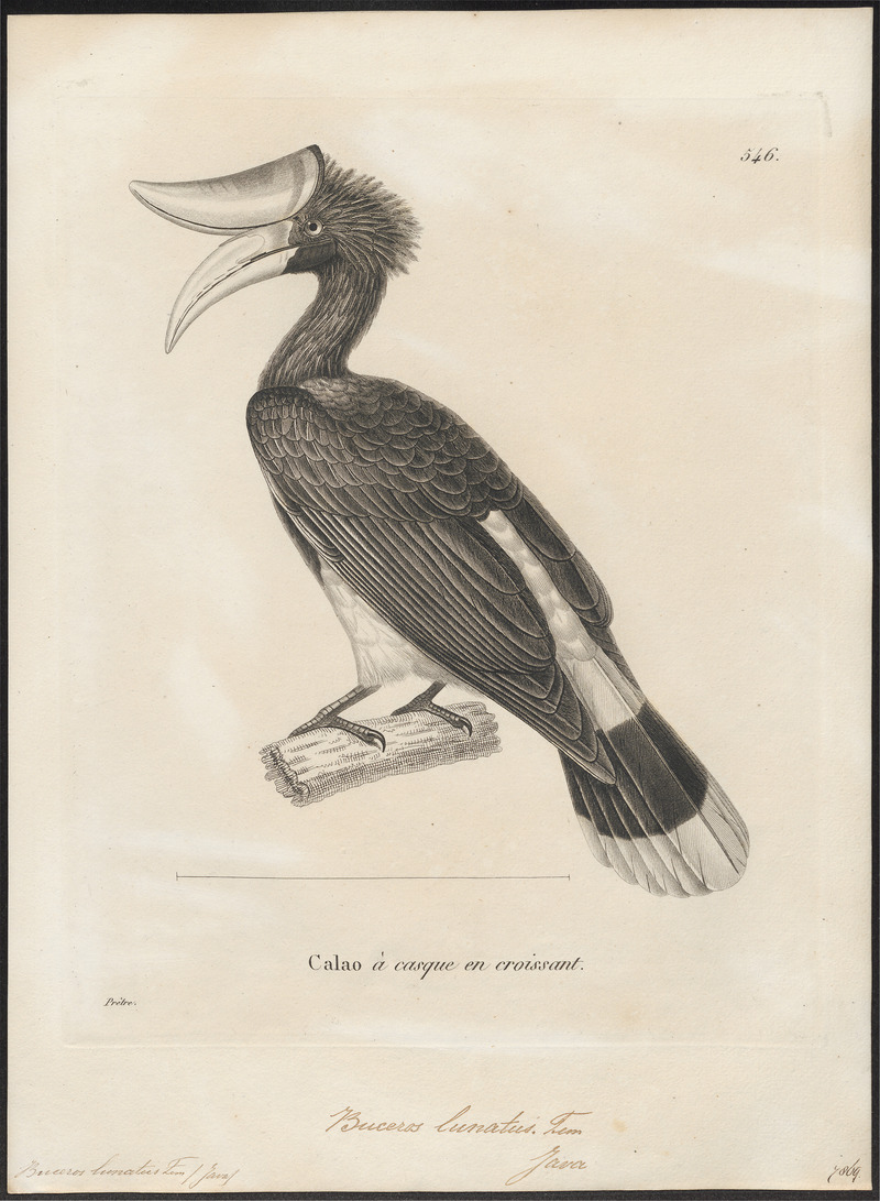 Buceros lunatus - 1700-1880 - Print - Iconographia Zoologica - Special Collections University of Amsterdam - UBA01 IZ19300224.jpg