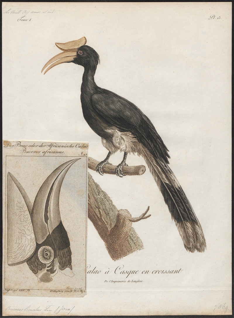 Buceros lunatus - 1801 - Print - Iconographia Zoologica - Special Collections University of Amsterdam - UBA01 IZ19300222.jpg
