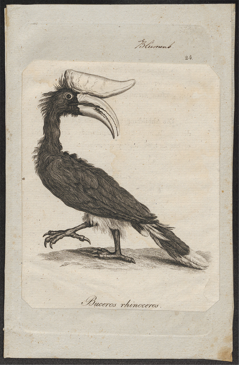 Buceros rhinoceros - 1810 - Print - Iconographia Zoologica - Special Collections University of Amsterdam - UBA01 IZ19300226.jpg