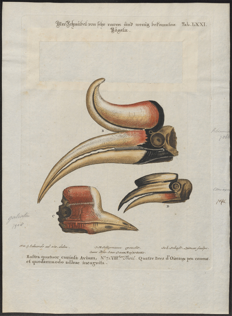Buceros rhinoceros - snavel - 1700-1880 - Print - Iconographia Zoologica - Special Collections University of Amsterdam - UBA01 IZ19300212.jpg