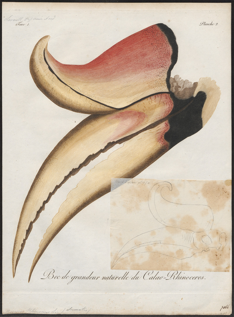 Buceros rhinoceros - snavel - 1801 - Print - Iconographia Zoologica - Special Collections University of Amsterdam - UBA01 IZ19300214.jpg
