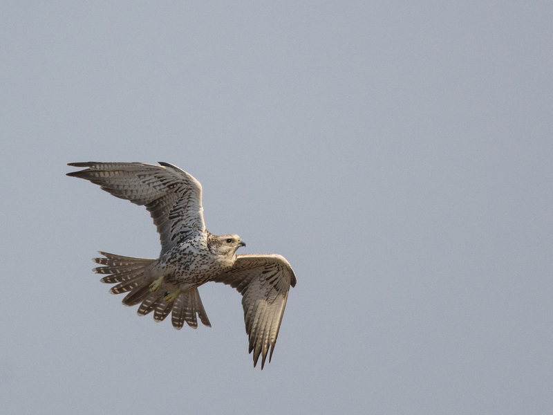 Saker.Falcon - saker falcon (Falco cherrug) in flight.jpg
