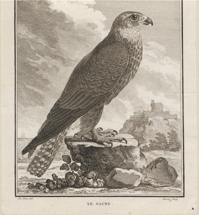 Falco saker - 1700-1880 - Print - Iconographia Zoologica - Special Collections University of Amsterdam - UBA01 IZ18200096.jpg