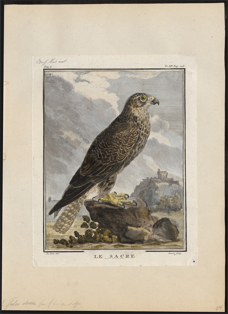 Falco saker - 1700-1880 - Print - Iconographia Zoologica - Special Collections University of Amsterdam - UBA01 IZ18200095.jpg