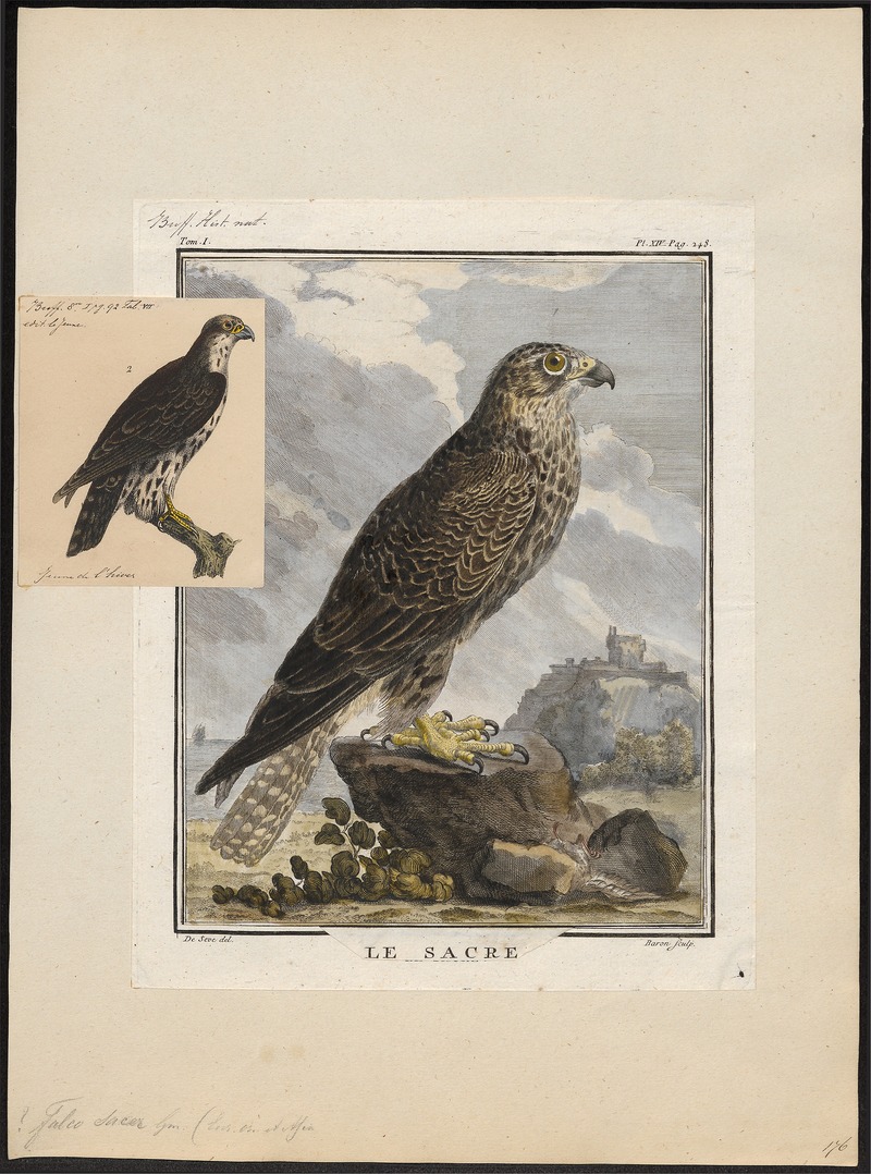 Falco saker - 1700-1880 - Print - Iconographia Zoologica - Special Collections University of Amsterdam - UBA01 IZ18200094.jpg