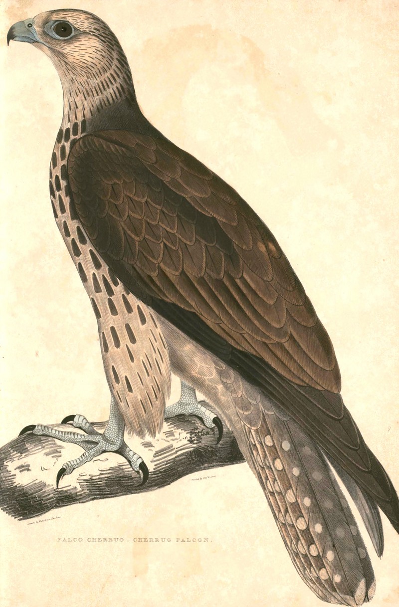 Falco cherrug cherrug Hardwicke.jpg