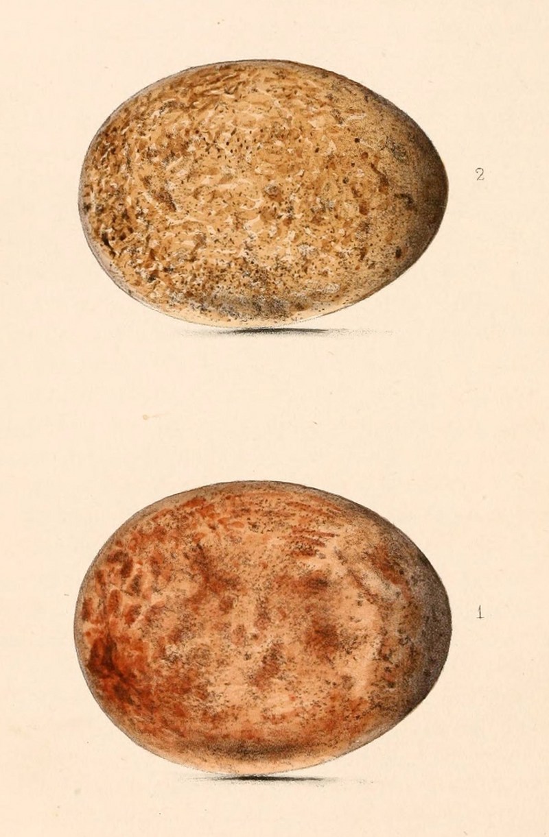 Falco cherrug eggs 1864.jpg