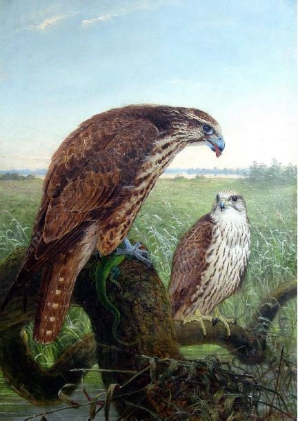 Saker Falcons by Joseph Wolf, 1864, oil on canvas.jpg