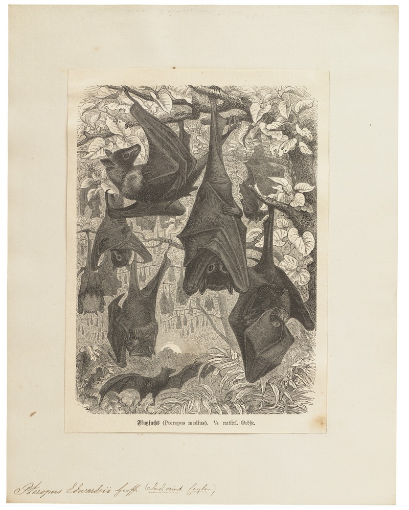 Pteropus edwardsii - 1700-1880 - Print - Iconographia Zoologica - Special Collections University of Amsterdam - UBA01 IZ20700013.jpg