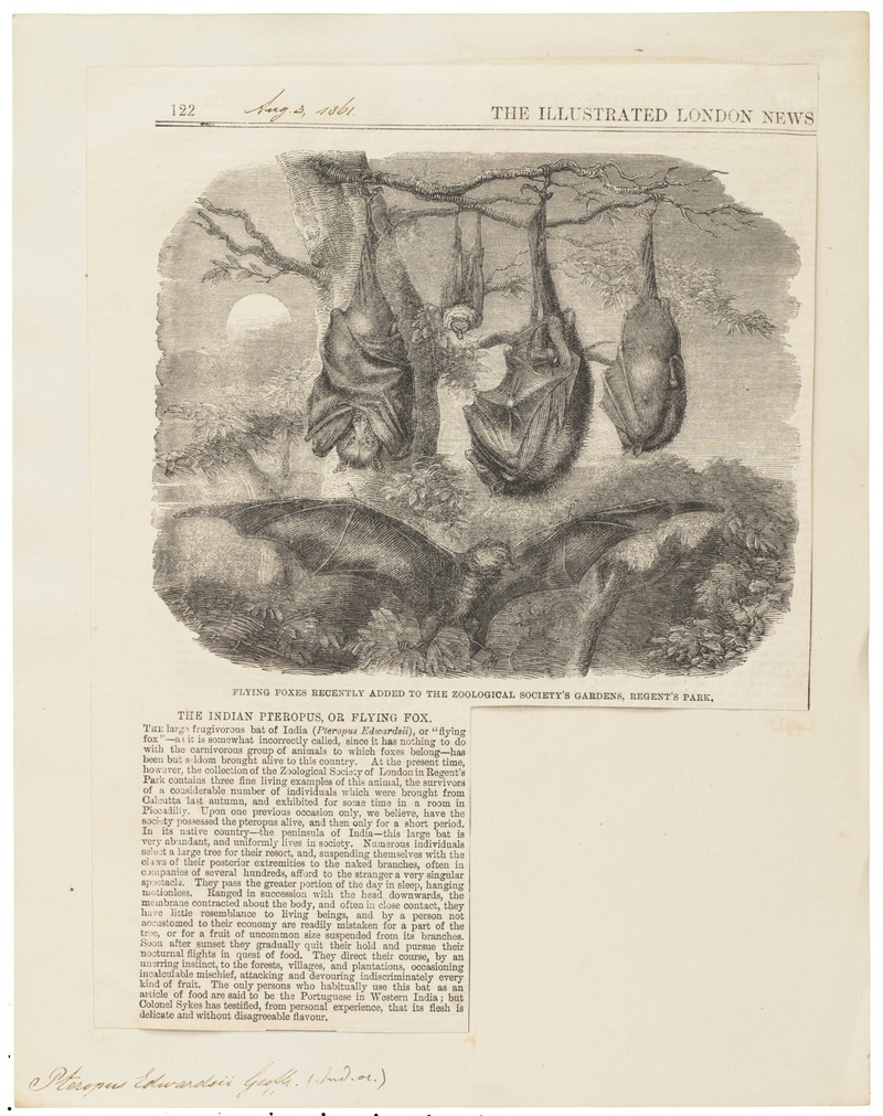 Pteropus edwardsii - 1700-1880 - Print - Iconographia Zoologica - Special Collections University of Amsterdam - UBA01 IZ20700015.jpg