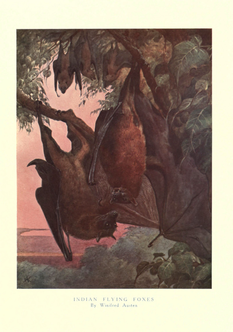 The wild beasts of the world (Pl. 45) (6505655137).jpg