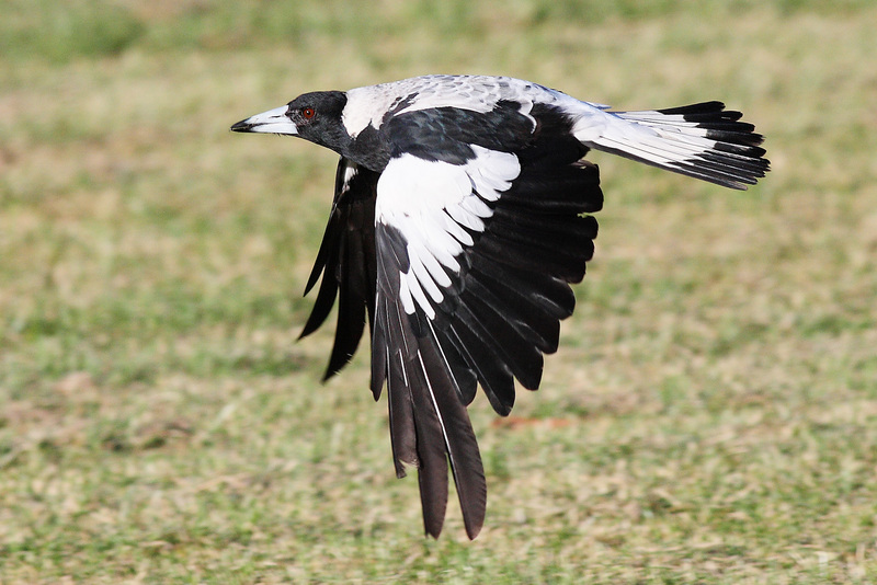 Magpie inflight - Australian magpie (Cracticus tibicen).jpg