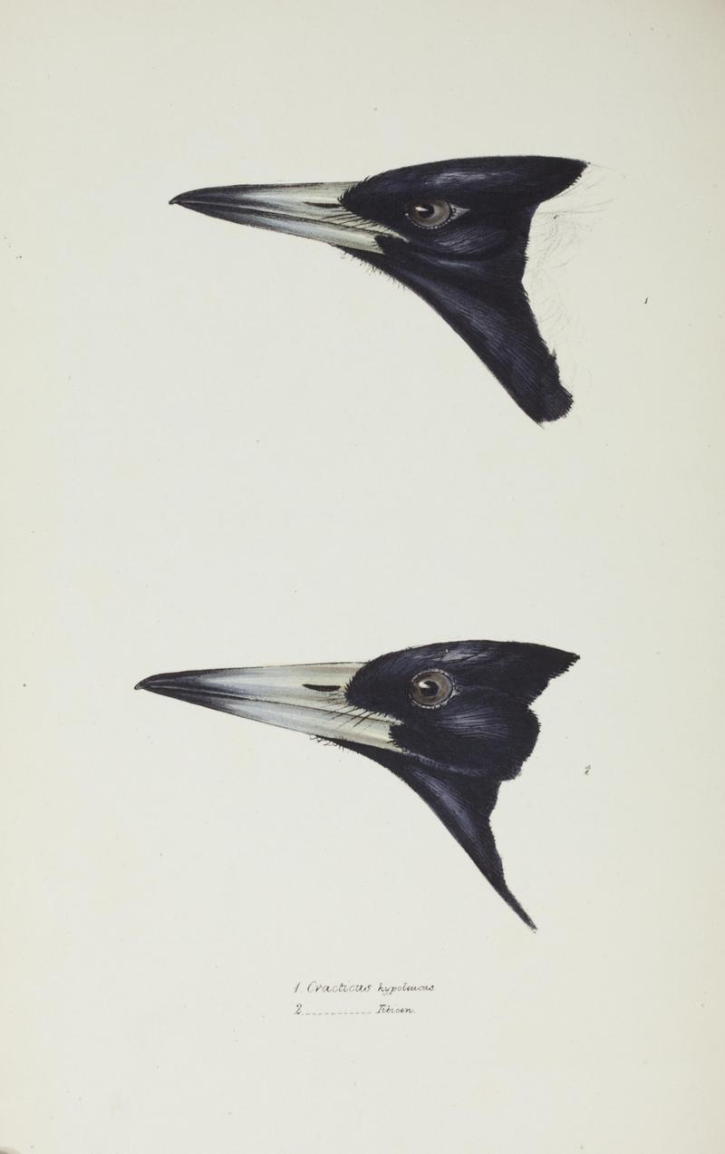 A synopsis of the birds of Australia, and the adjacent Islands BHL45925162.jpg