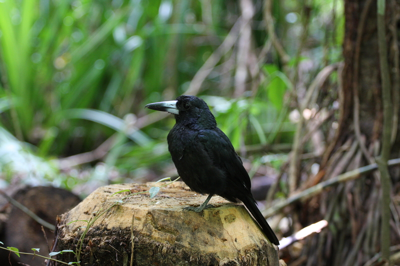 Black butcherbird on treestump - black butcherbird (Melloria quoyi).JPG