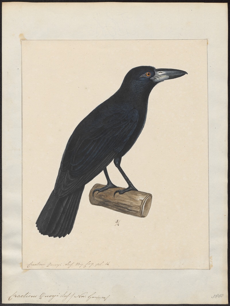 Cracticus quoyi - 1825-1839 - Print - Iconographia Zoologica - Special Collections University of Amsterdam - UBA01 IZ16600307.jpg