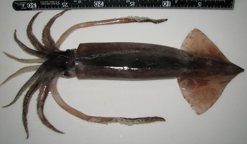 Todarodes pacificus ruler - Pacific flying squid (Todarodes pacificus).jpg