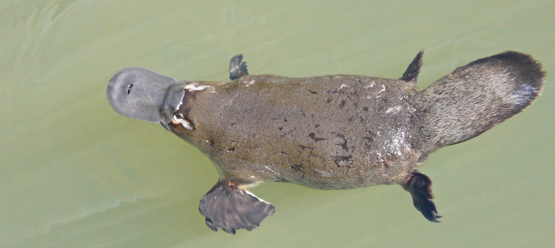 Feeding Platypus (6811147158).jpg