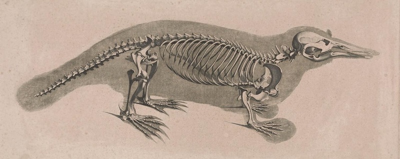 Die vergleichende Osteologie (1821) Ornithorhyncus anatinus.jpg