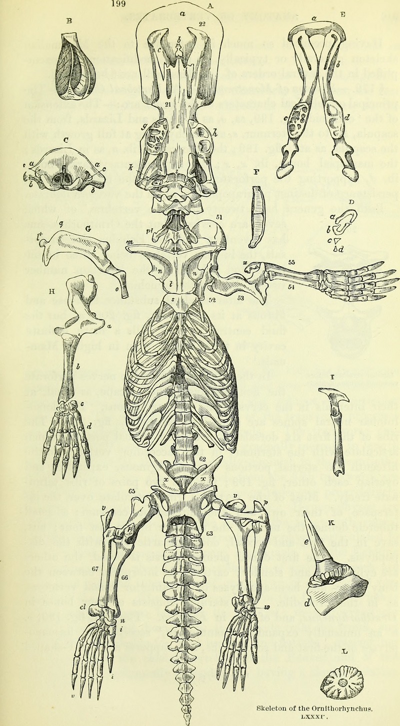 On the anatomy of vertebrates (electronic resource) (1866) (14732307606).jpg