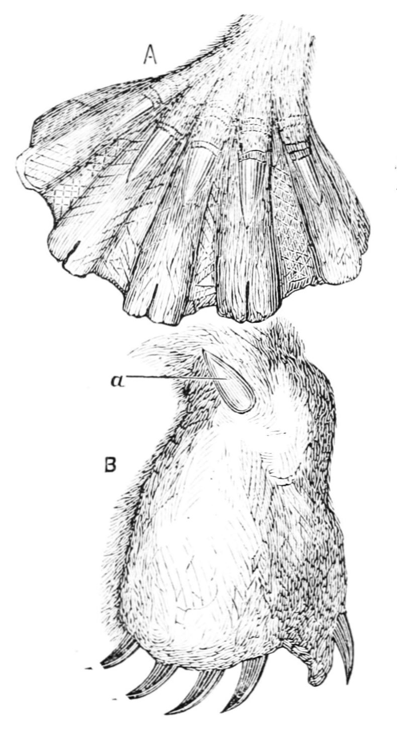 PSM V17 D790 Fore and hind foot of the ornithorhynchus.jpg