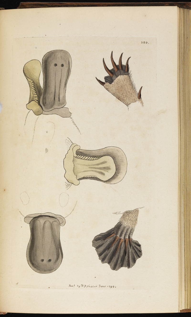 Illustration of beaks and feet of a duck-billed platypus. Wellcome L0075038.jpg
