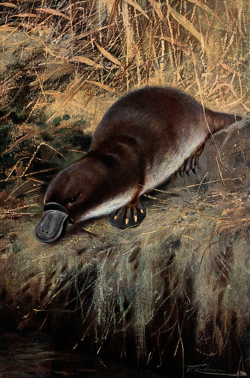 A duck billed platypus (watermole). Colour lithograph after Wellcome V0021174ER.jpg