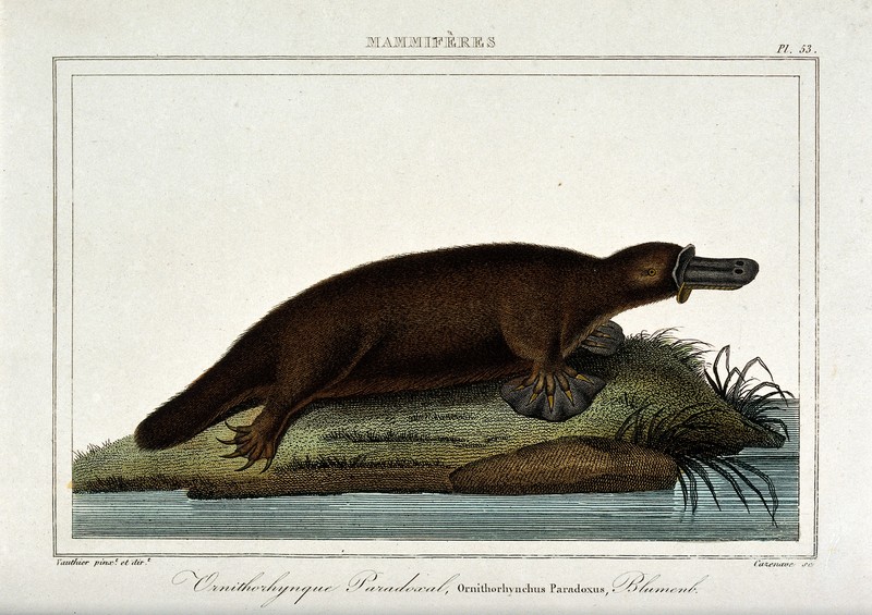 An ornithorhynchus (duck billed platypus). Coloured etching Wellcome V0021300.jpg